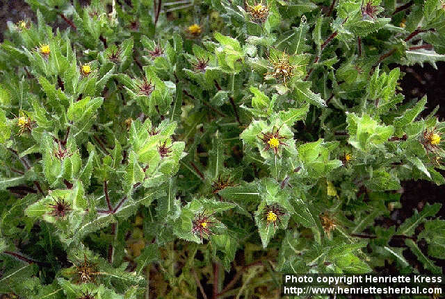 Cnicus benedictus L.